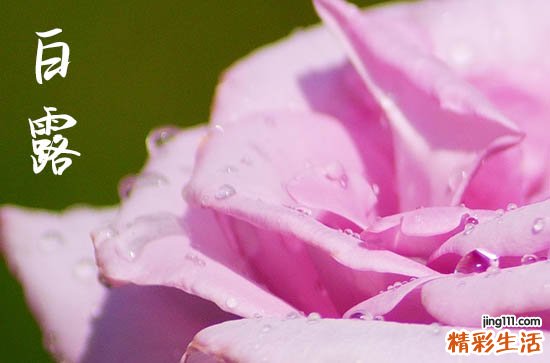 适合白露发的句子