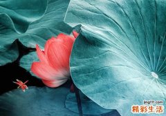 三伏天如何排寒湿