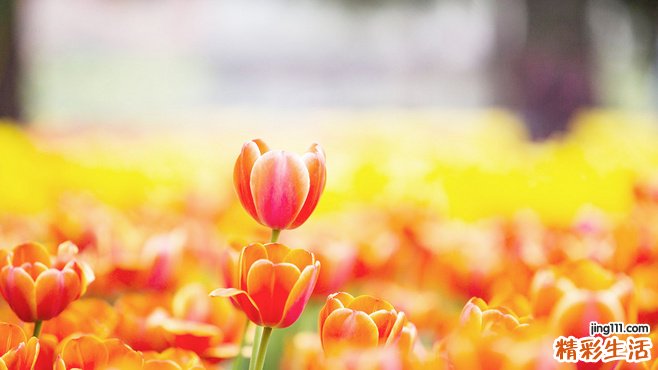 肝脂肪变的原因_肝脂肪变是怎么引起的