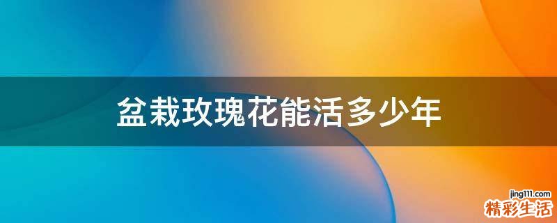 盆栽玫瑰花能活多少年