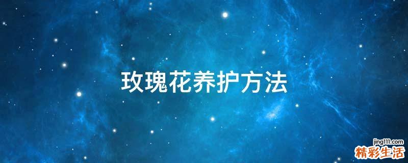 玫瑰花养护方法