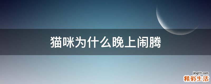 猫咪为什么晚上闹腾