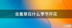 含羞草在什么季节开花