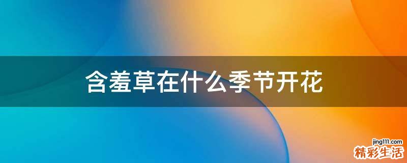 含羞草在什么季节开花