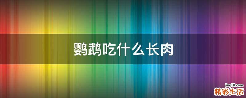鹦鹉吃什么长肉