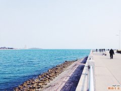 3 龙须参