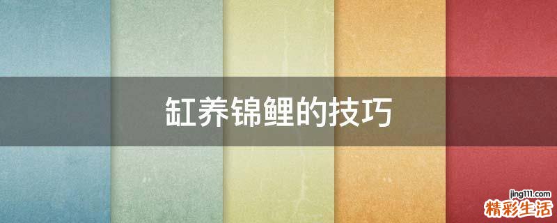 缸养锦鲤的技巧