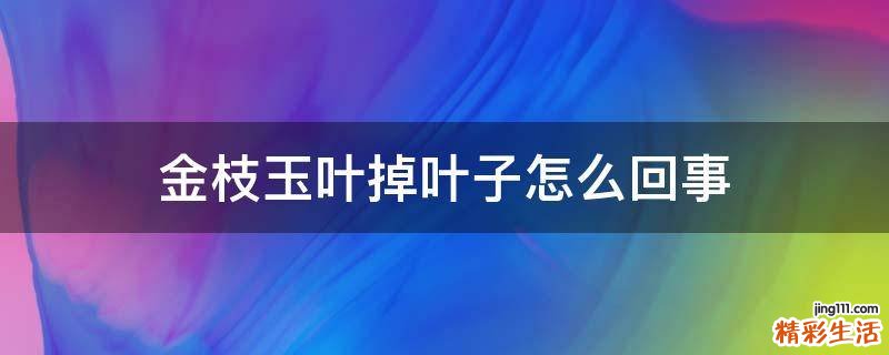 金枝玉叶掉叶子怎么回事