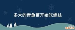 多大的青鱼苗开始吃螺丝