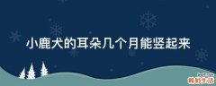 小鹿犬的耳朵几个月能竖起来
