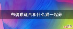 布偶猫适合和什么猫一起养