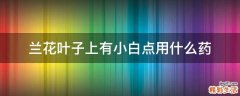 兰花叶子上有小白点用什么药