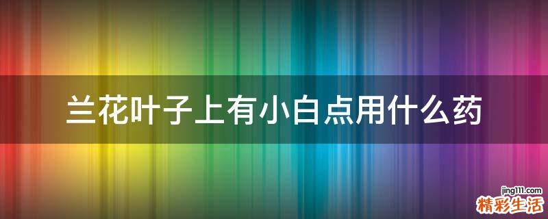 兰花叶子上有小白点用什么药