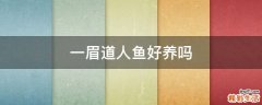 一眉道人鱼好养吗
