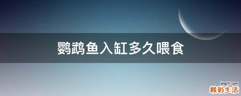 鹦鹉鱼入缸多久喂食