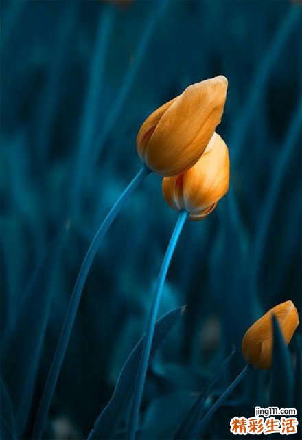 10 拔罐治疗法的原理