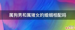 属狗男和属猪女的婚姻相配吗
