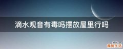 滴水观音有毒吗摆放屋里行吗