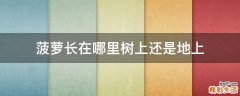 菠萝长在哪里树上还是地上