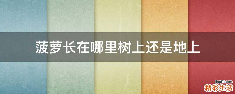 菠萝长在哪里树上还是地上