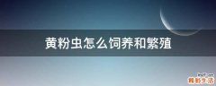 黄粉虫怎么饲养和繁殖