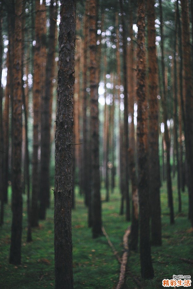 嗜异性凝集吸收试验