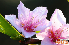 七夕的简短句子说说