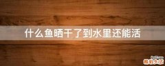什么鱼晒干了到水里还能活