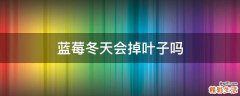 蓝莓冬天会掉叶子吗