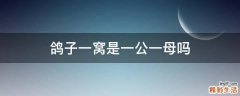 鸽子一窝是一公一母吗