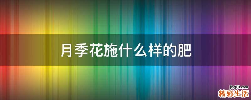 月季花施什么样的肥
