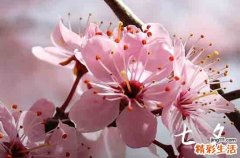 七夕节人们通常会吃什么