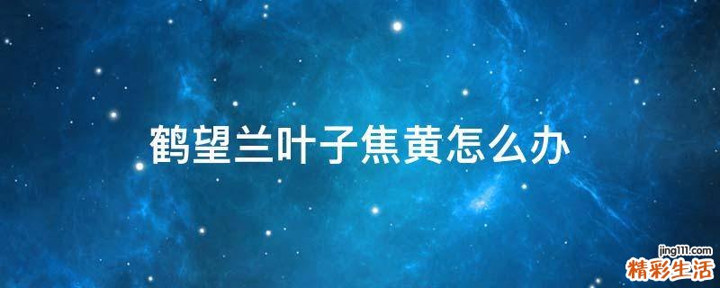 鹤望兰叶子焦黄怎么办