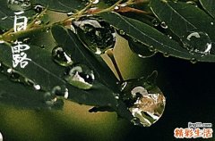 白露有什么风俗