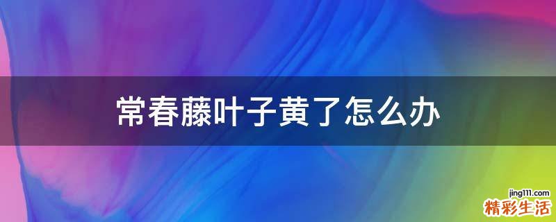 常春藤叶子黄了怎么办