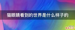 猫眼睛看到的世界是什么样子的