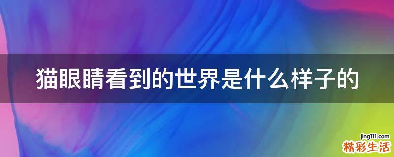 猫眼睛看到的世界是什么样子的