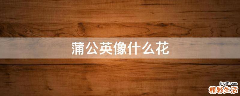 蒲公英像什么花