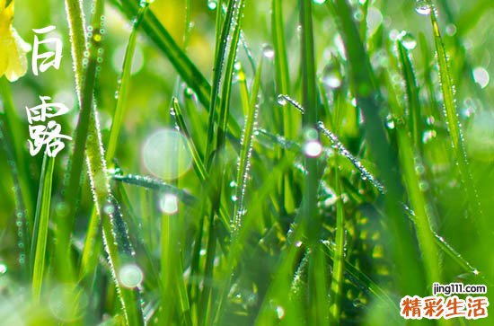 白露是什么季节 白露一夜凉一夜是什么意思