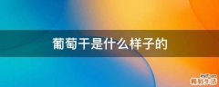 葡萄干是什么样子的