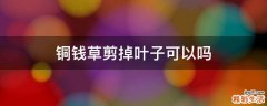 铜钱草剪掉叶子可以吗