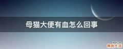 母猫大便有血怎么回事