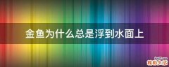金鱼为什么总是浮到水面上