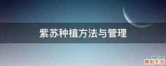 紫苏种植方法与管理