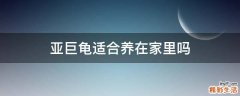 亚巨龟适合养在家里吗