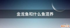 金龙鱼和什么鱼混养