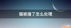 猫被撞了怎么处理