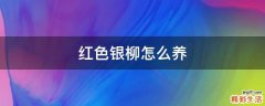 红色银柳怎么养