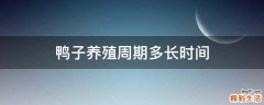 鸭子养殖周期多长时间