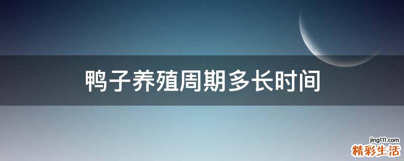 鸭子养殖周期多长时间